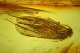 Detailed Fossil Caddisfly (Trichoptera) In Baltic Amber #207533-1